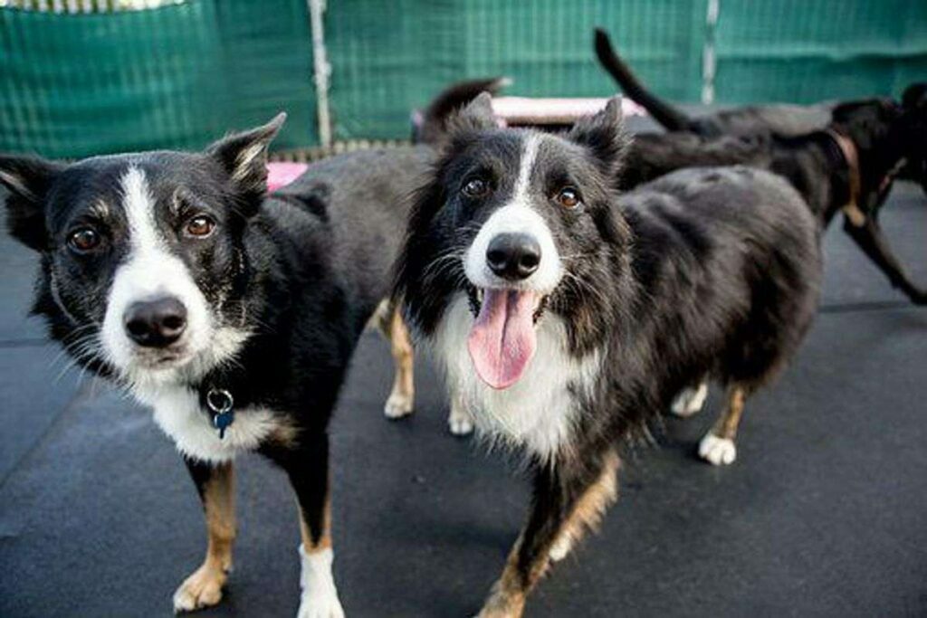 Doggie Daycare