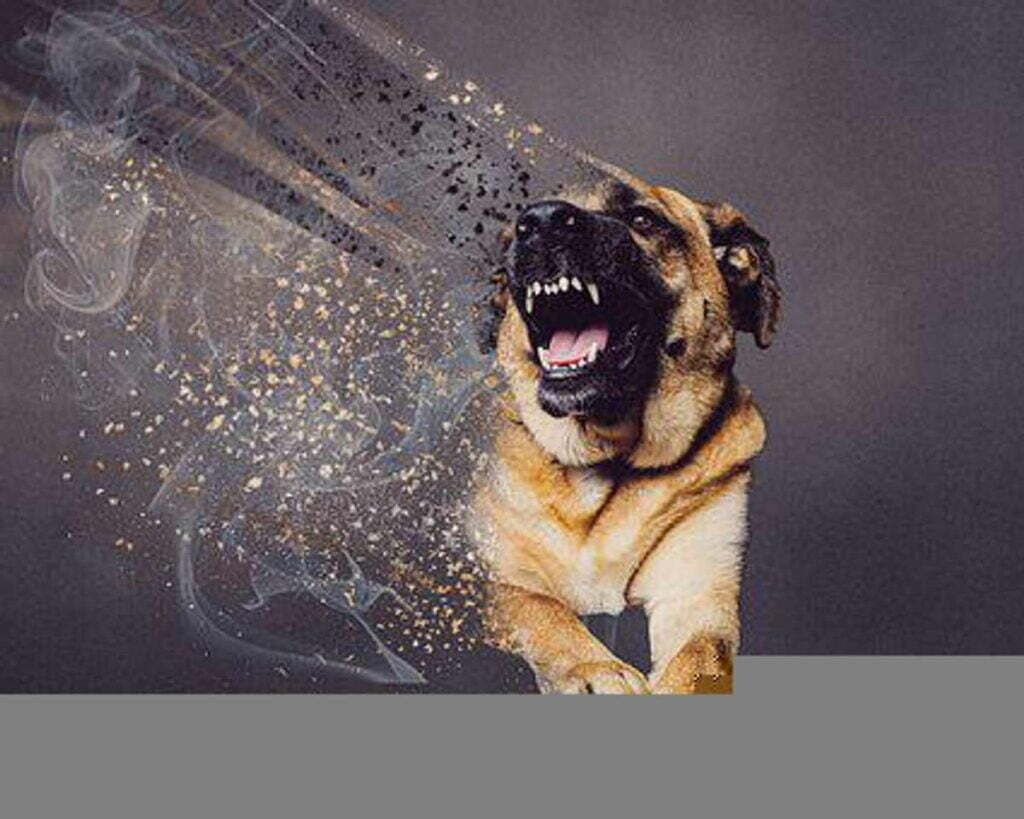 What Makes a Dog Aggressive