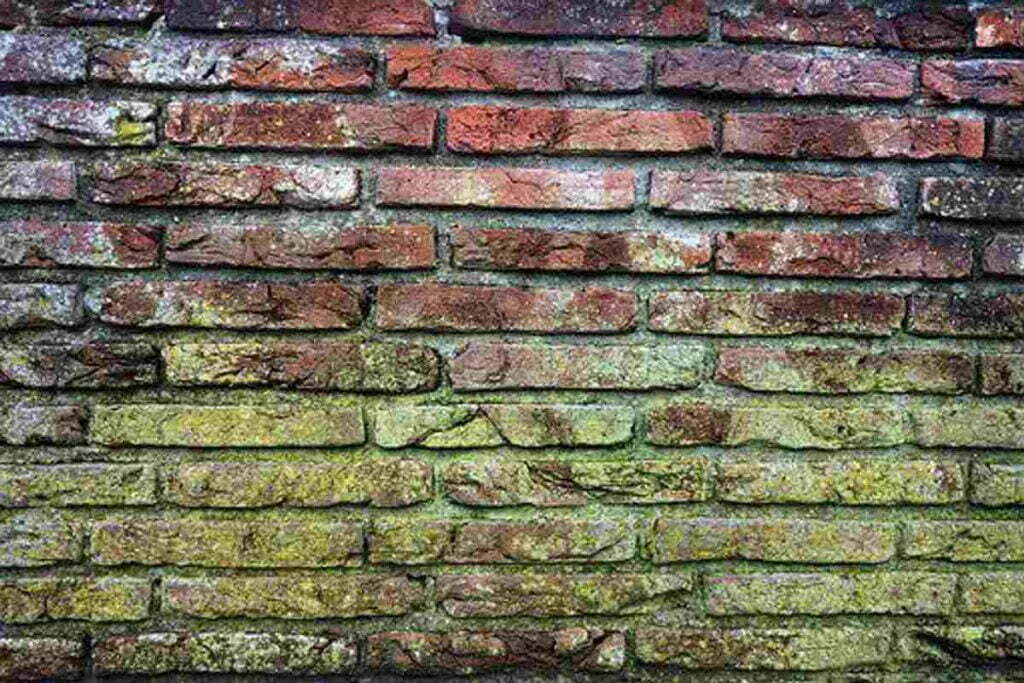 What Cleaning Companies Need to Know About Mold