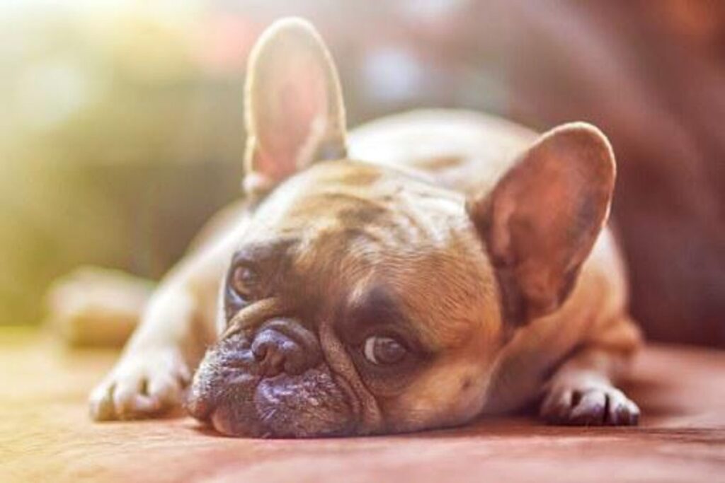 My Dog Is Constipated