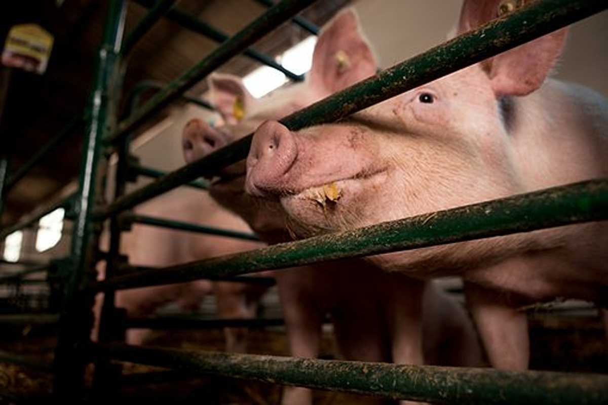 Swine Flu
