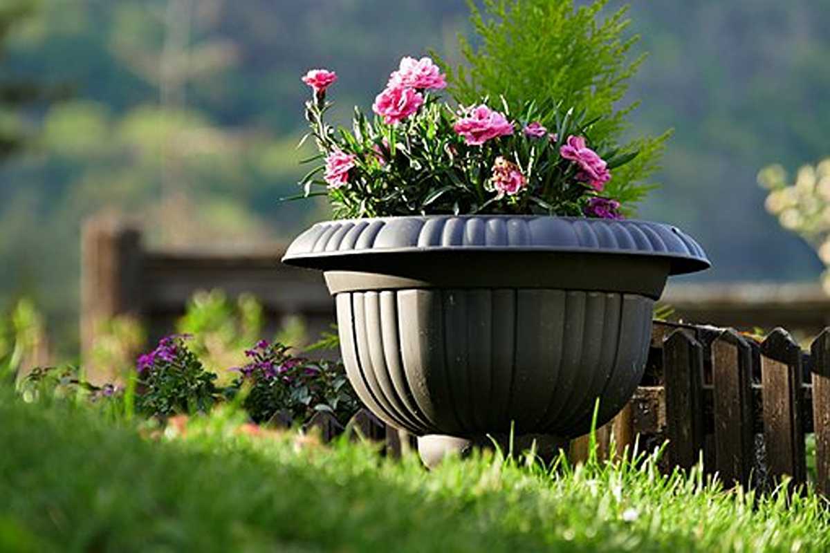 How to Establish Your Container Garden