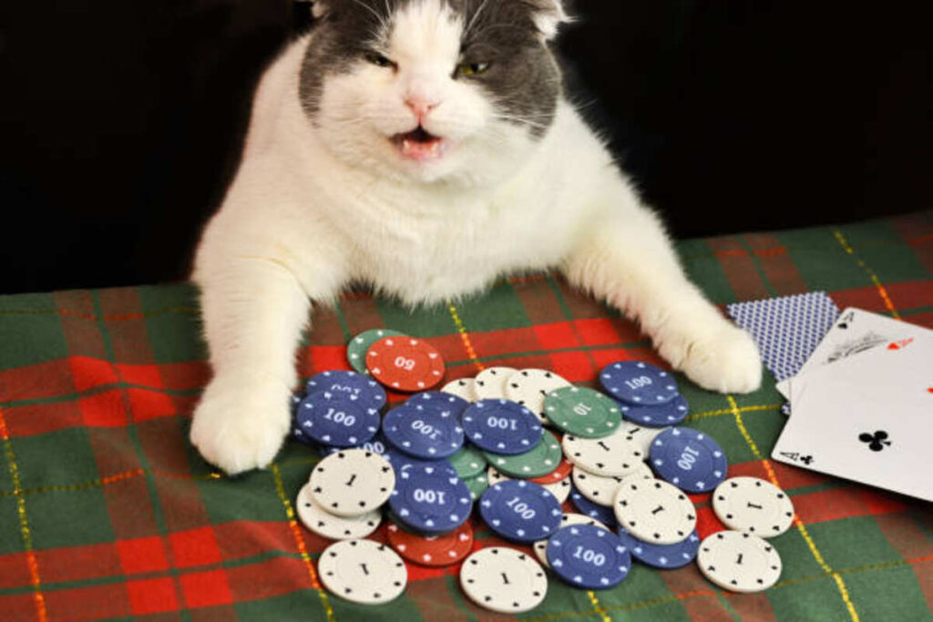 Cat Casino