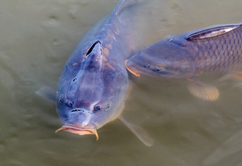 How To Go Carp Fishing