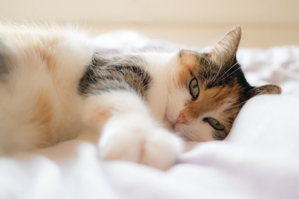 How To Choose The Right Cat Bed
