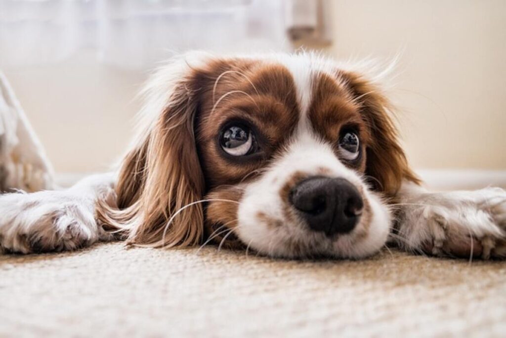 dog names generator