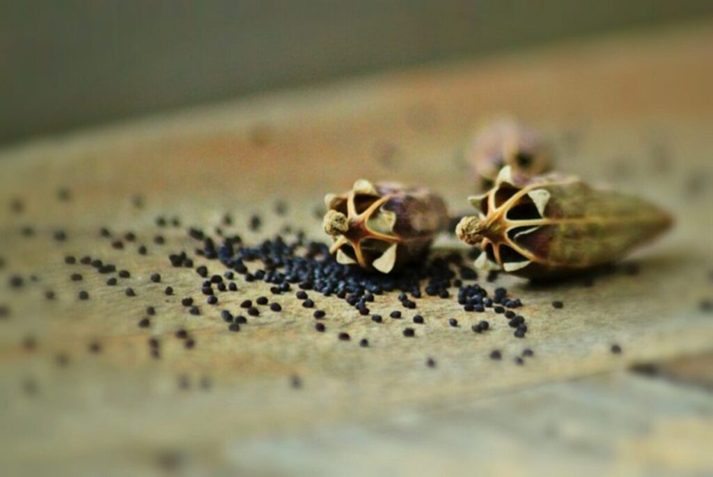 Poppy pods