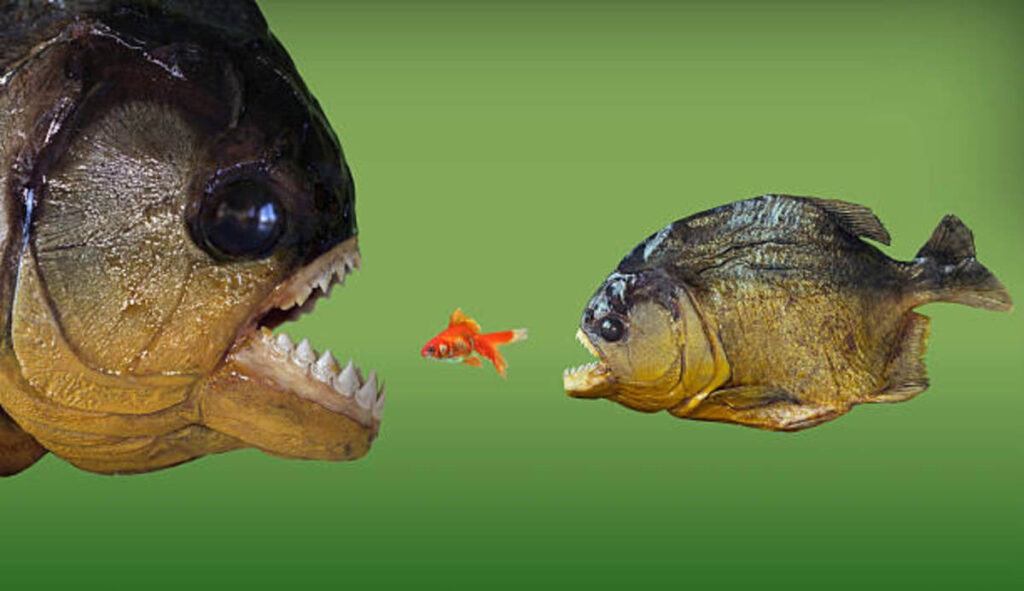 Water The Uglier The Fish
