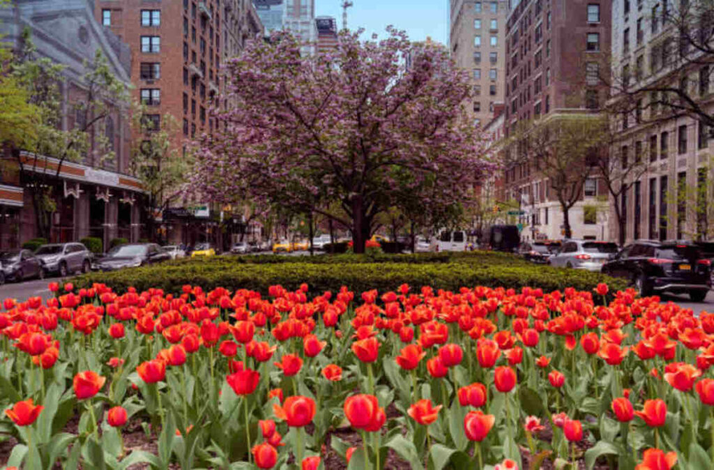 Park Avenue - A New York