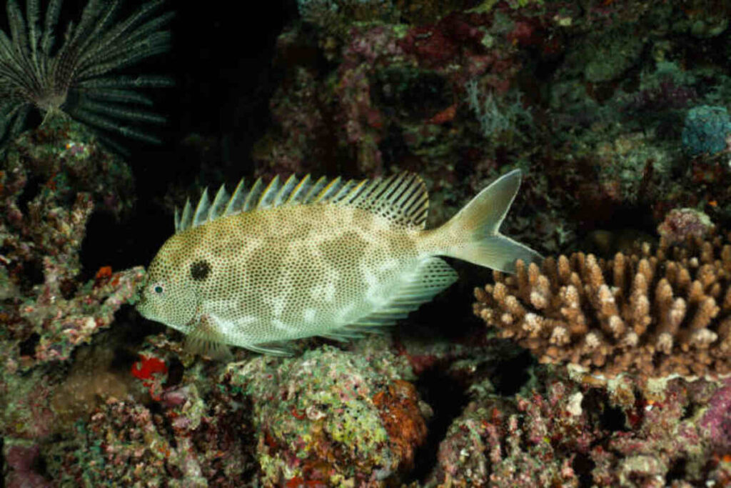 Moonglow Cuttlefish School