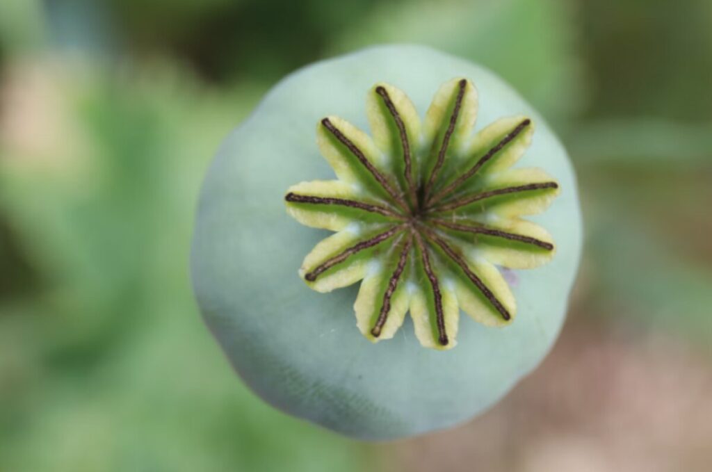 poppy pods for sale