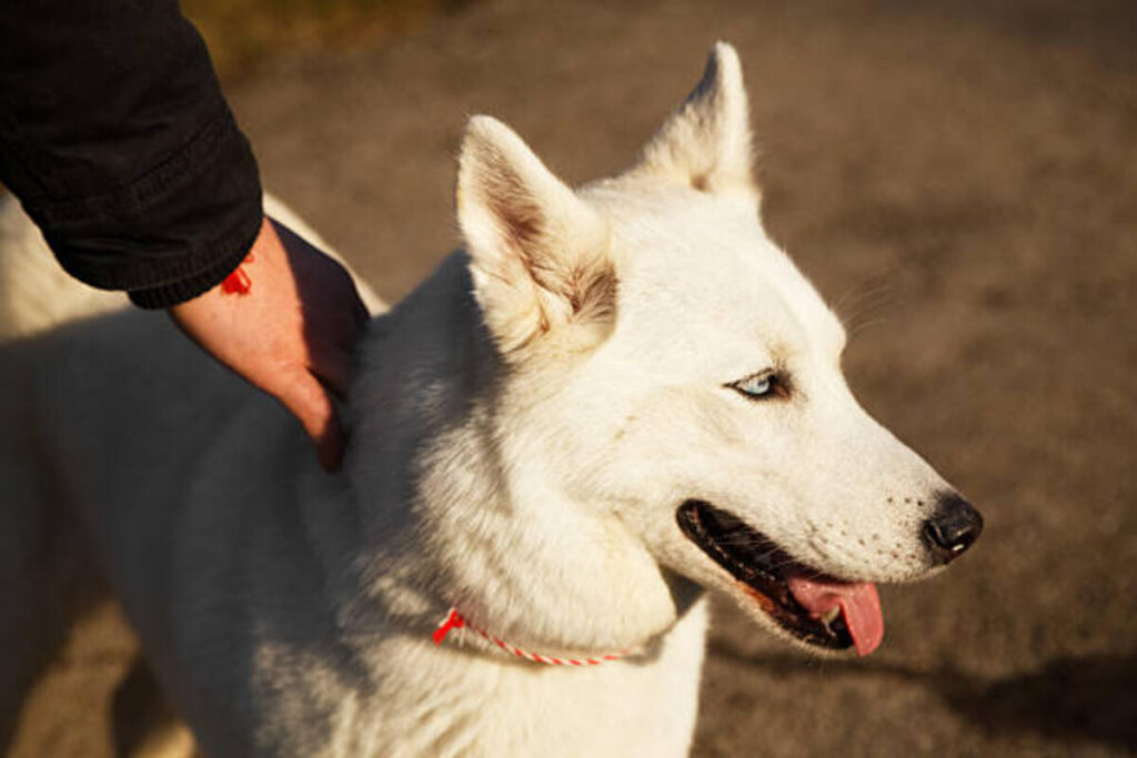 Choosing the Perfect Dog Collar for Your Pet