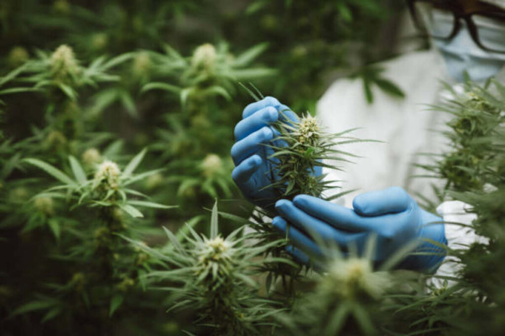 Using THC Distillate Effectively