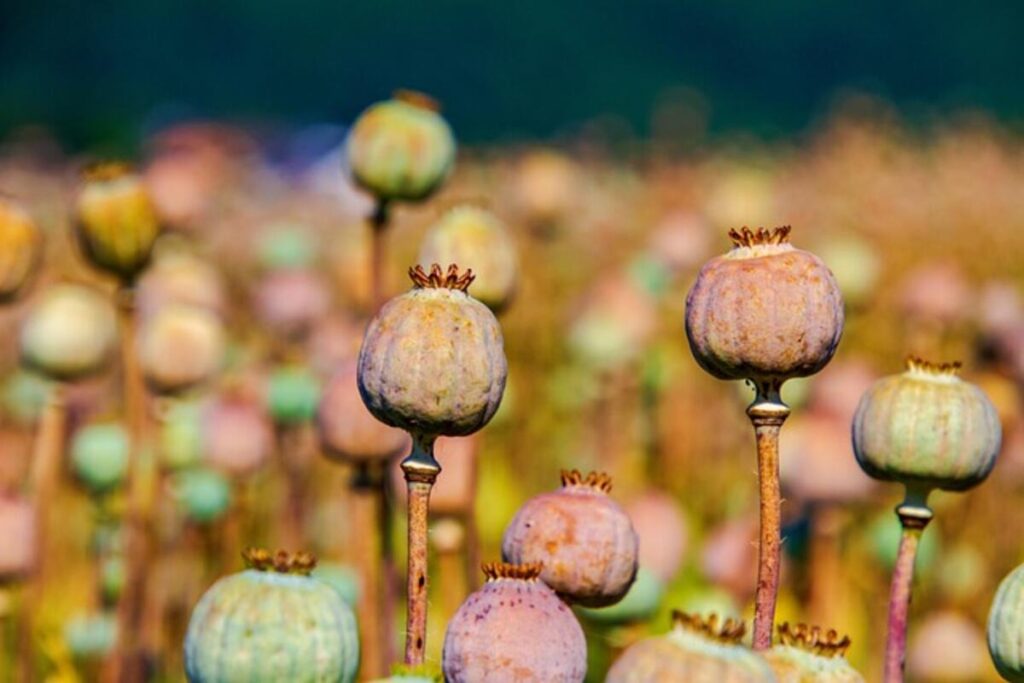 Creative Uses for Dried Poppy Pods