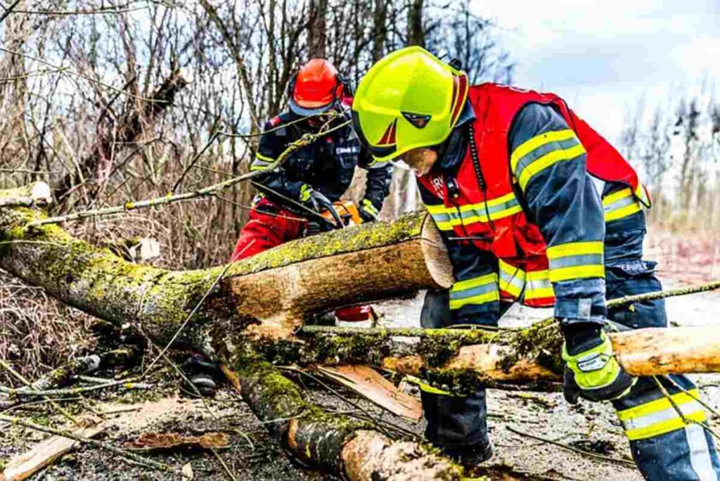 Kap Tree Service in Davie Florida